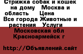 Стрижка собак и кошек на дому.  Москва и область.  › Цена ­ 1 200 - Все города Животные и растения » Услуги   . Московская обл.,Красноармейск г.